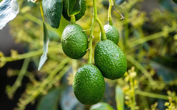 Pest and Disease Control